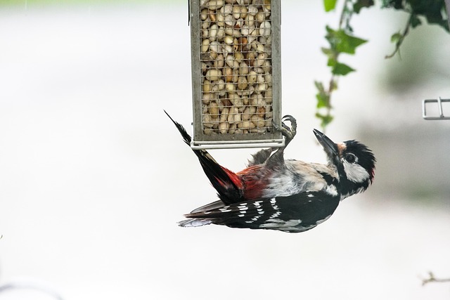 Master Woodpecker Control: Removal, Prevention & Services