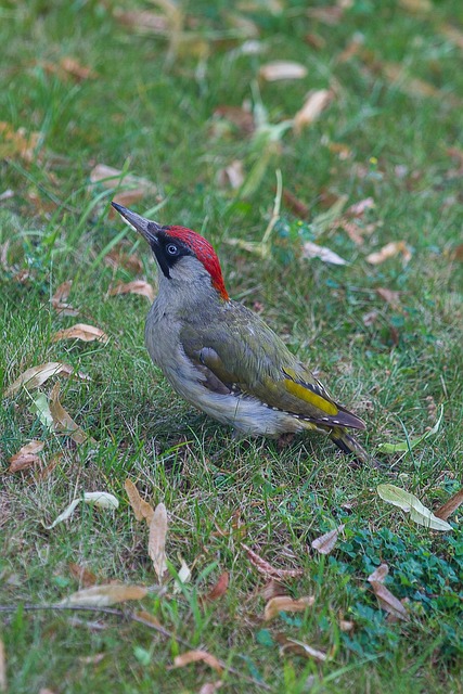 woodpecker removal
