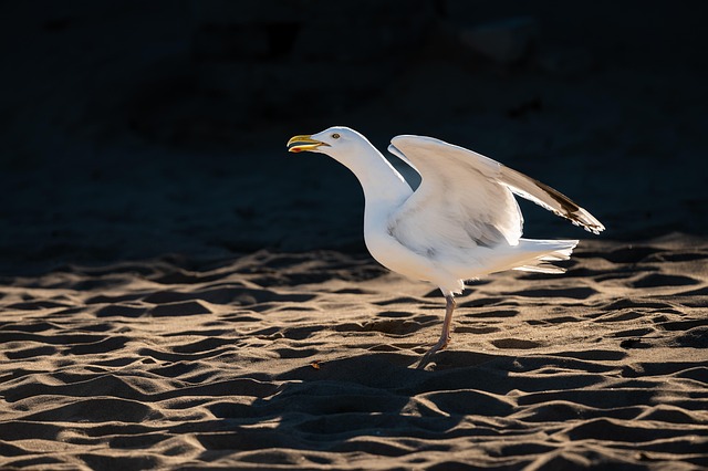 Bird Removal Service USA: Safely Mitigating Structural Damage