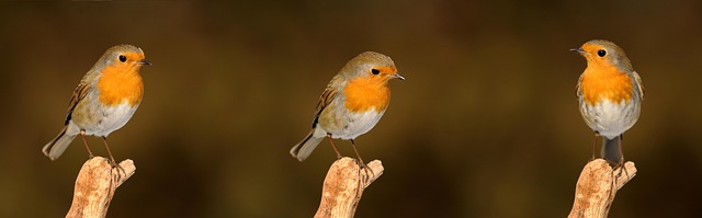 bird-control-640x480-43868265.jpeg