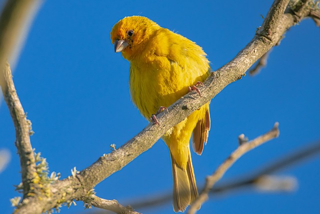 bird removal
