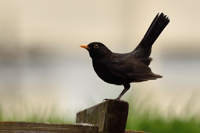 blackbird