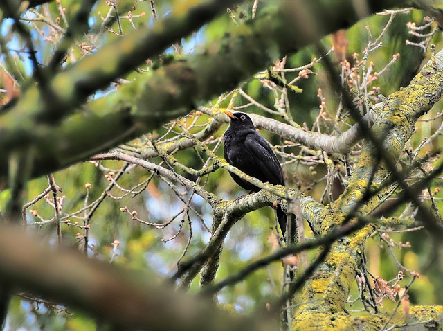 blackbird