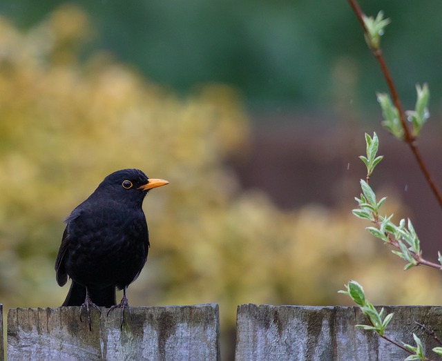 blackbird