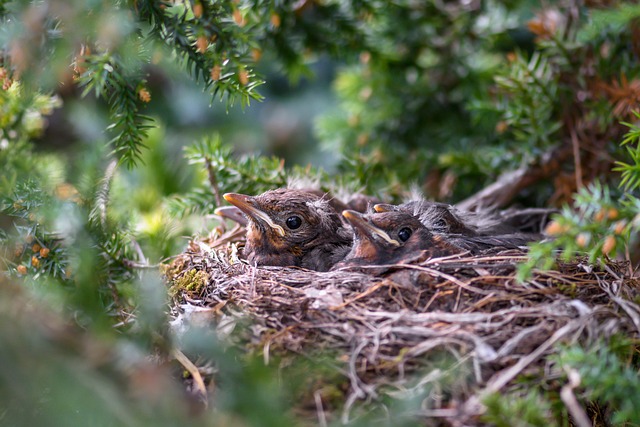 blackbird