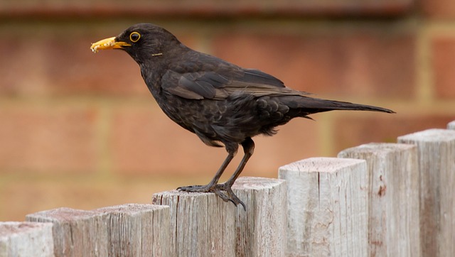 blackbird-640x480-4785995.jpeg