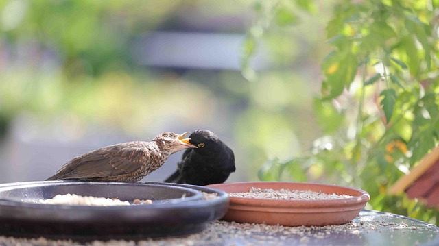 blackbird
