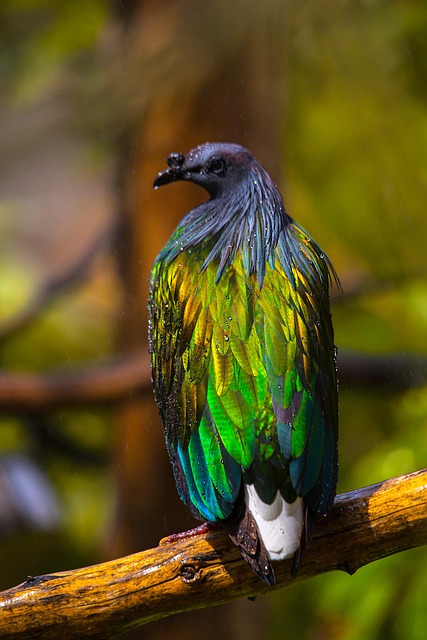 pigeon