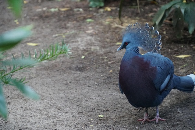 pigeon