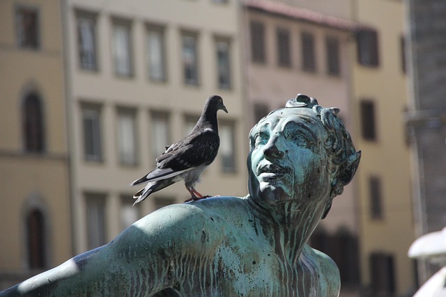 pigeon control