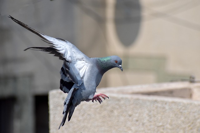 pigeon control