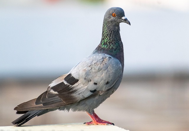 pigeon-control-640x480-66014653.jpeg