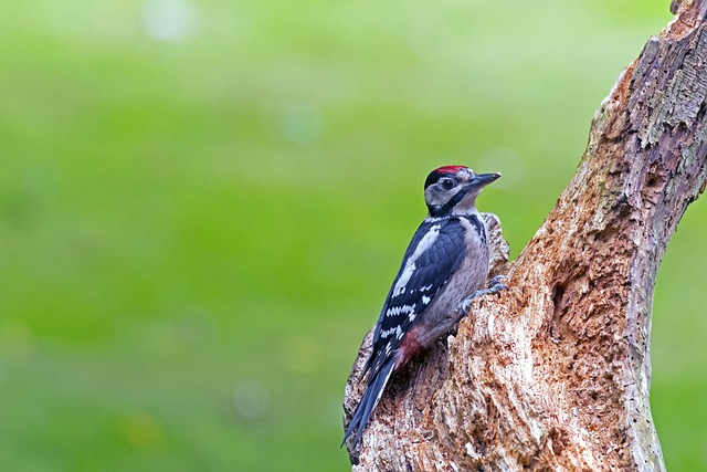 woodpecker