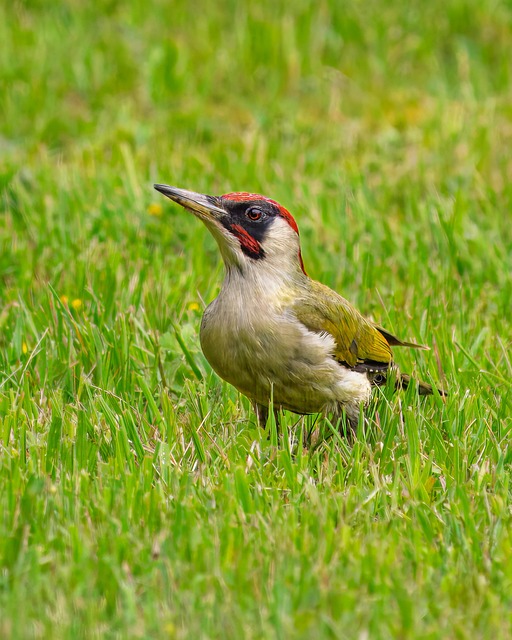 woodpecker