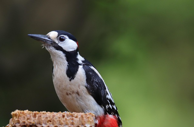 woodpecker removal