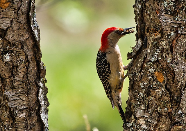 woodpecker removal