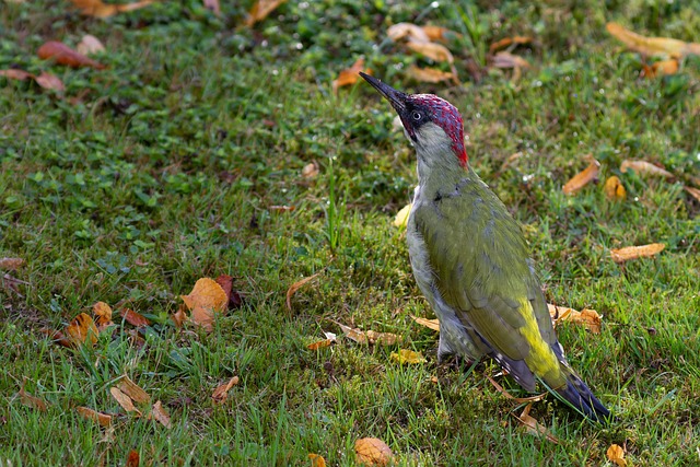 woodpecker removal