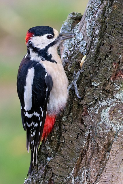 woodpecker removal